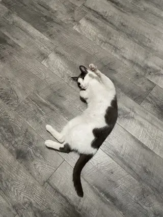 Misu
