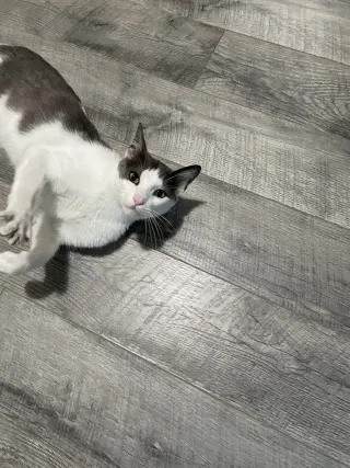 Misu