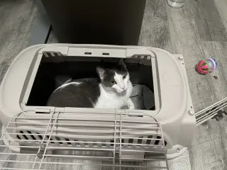 Misu