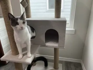 Misu