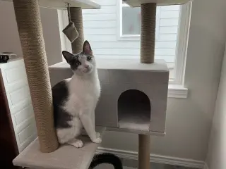 Misu