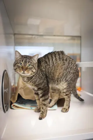 Ham