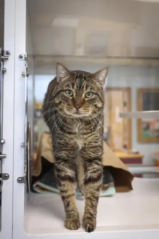 Ham