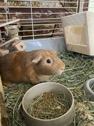 Pumpkin & Spice GUINEA PIGS