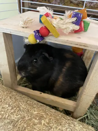 Pumpkin & Spice GUINEA PIGS