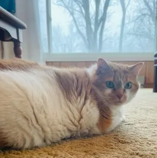 Radiant Rosie