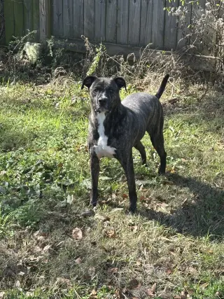 Bruno