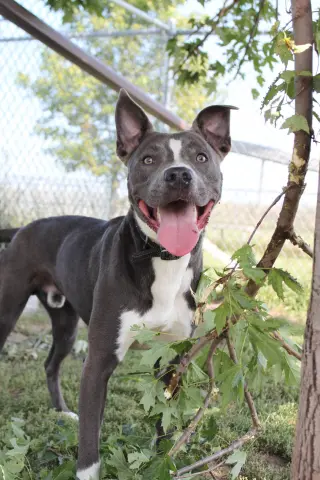 Rowen (long-term resident/sponsored fee)