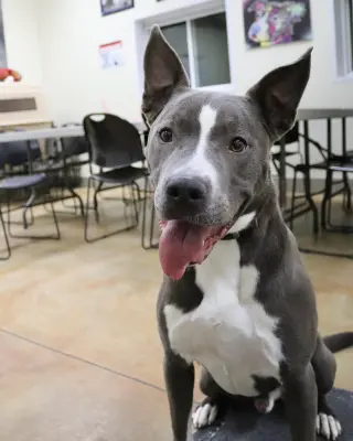 Rowen (long-term resident/sponsored fee)