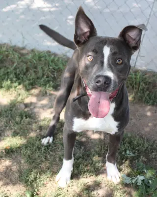 Rowen (long-term resident/sponsored fee)