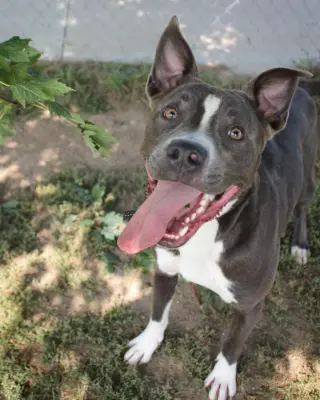 Rowen (long-term resident/sponsored fee)