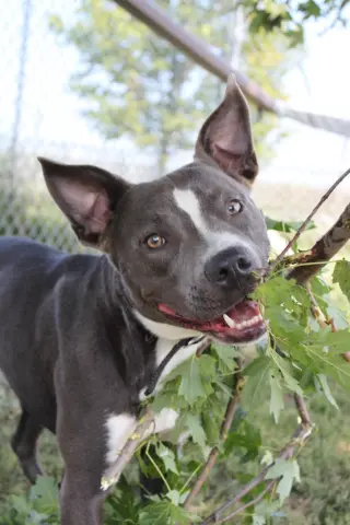 Rowen (long-term resident/sponsored fee)