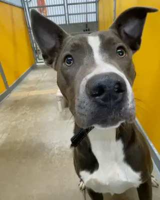 Rowen (long-term resident/sponsored fee)