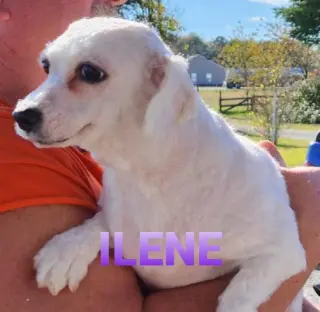 Ilene