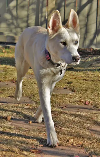 Willow