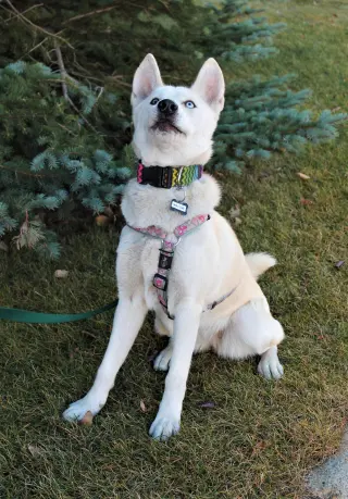 Willow