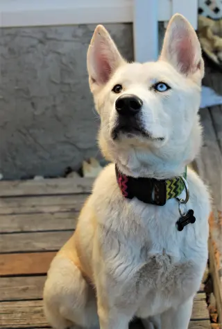 Willow