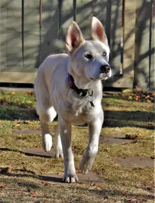 Willow
