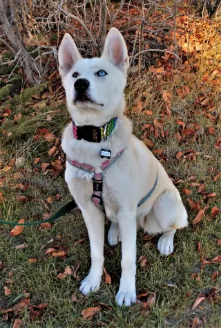 Willow