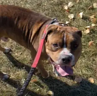 Rambo