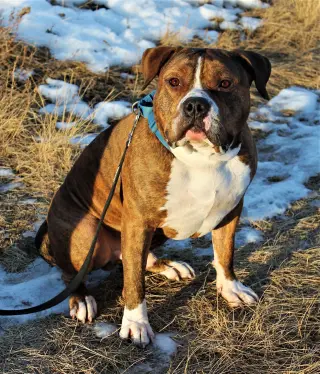 Rambo