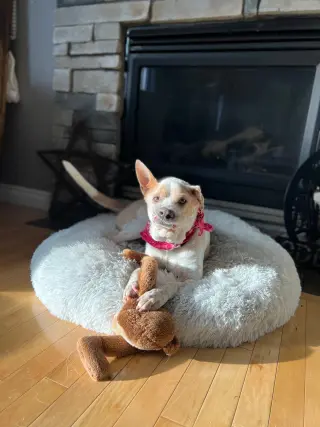 Ginger