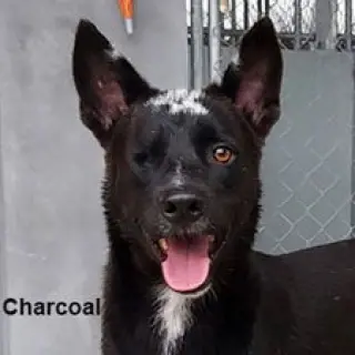 Charcoal