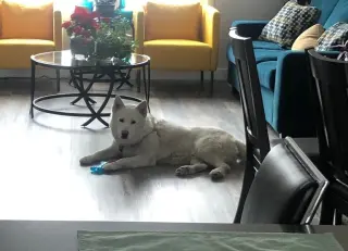 Juno