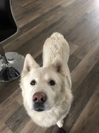 Juno