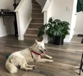 Juno
