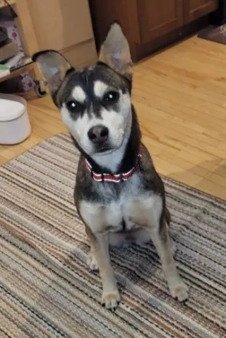Hazel