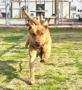 Buck