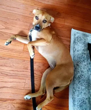 Bonita