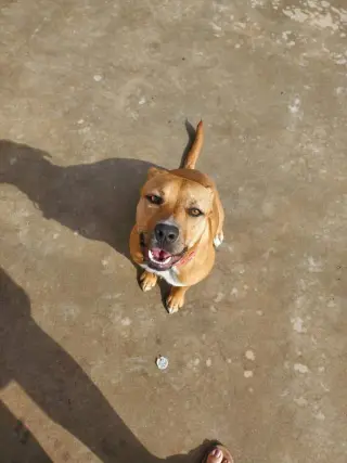 Bonita