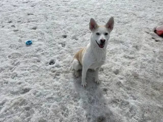 Mirabelle