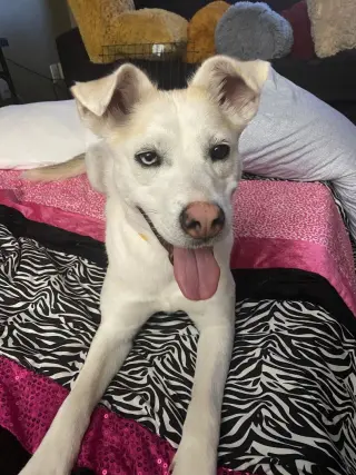 Mirabelle