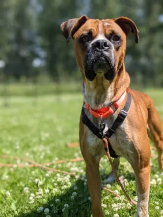 Big Bruno
