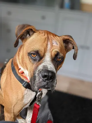 Big Bruno