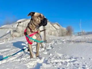 Ryder