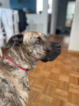 Ryder