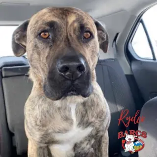 Ryder