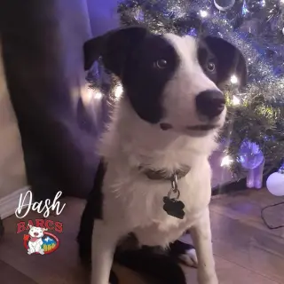 Dash
