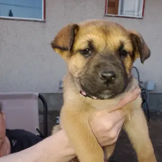 Pup 2 FUSHIA