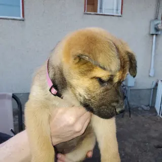 Pup 2 FUSHIA