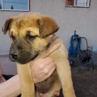 Pup 2 FUSHIA