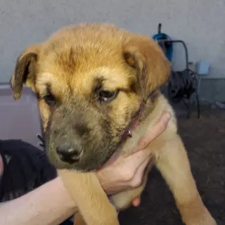 Pup 2 FUSHIA