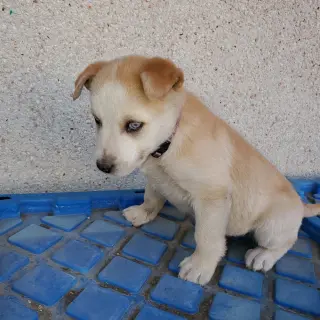 Aurora (Pup 5 PURPLE)