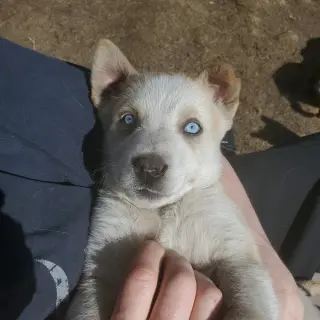 Aurora (Pup 5 PURPLE)