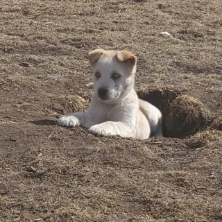 Aurora (Pup 5 PURPLE)