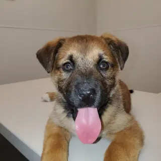 Charlotte (Pup 3 PINK)